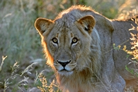 African Cats & Dogs